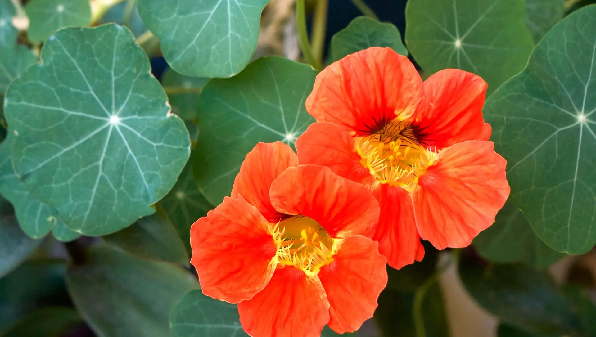 Capuchinha: A PANC que Transforma sua Saúde e sua Salada
