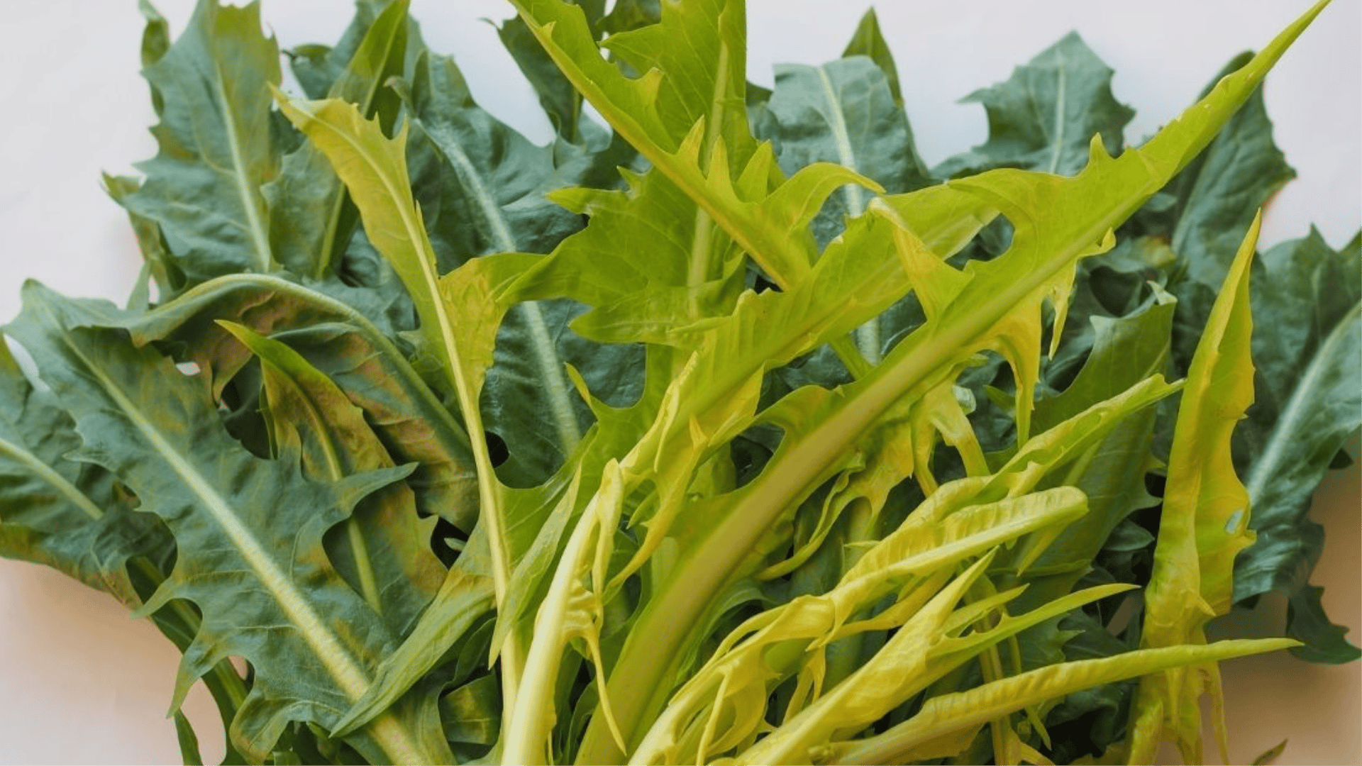 melhores receitas com catalonha para iniciantes