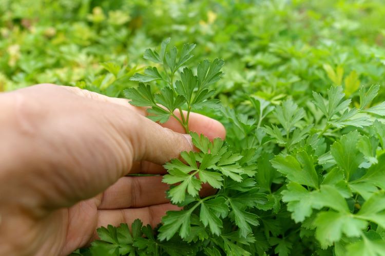 benefícios da cerefólio