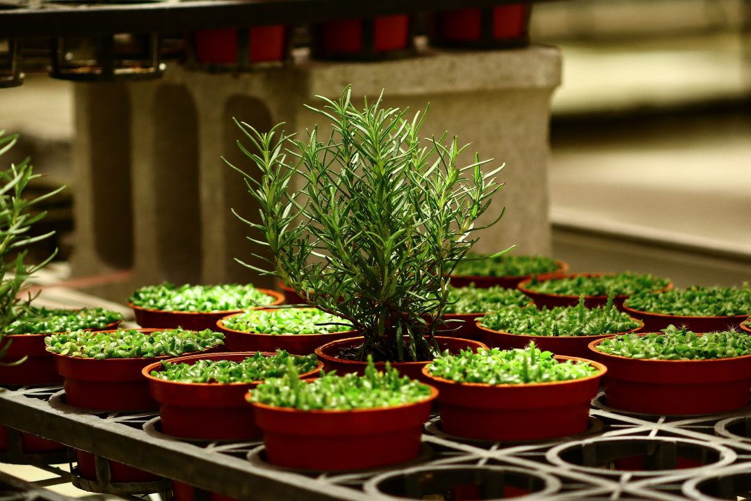 benefícios da cerefólio