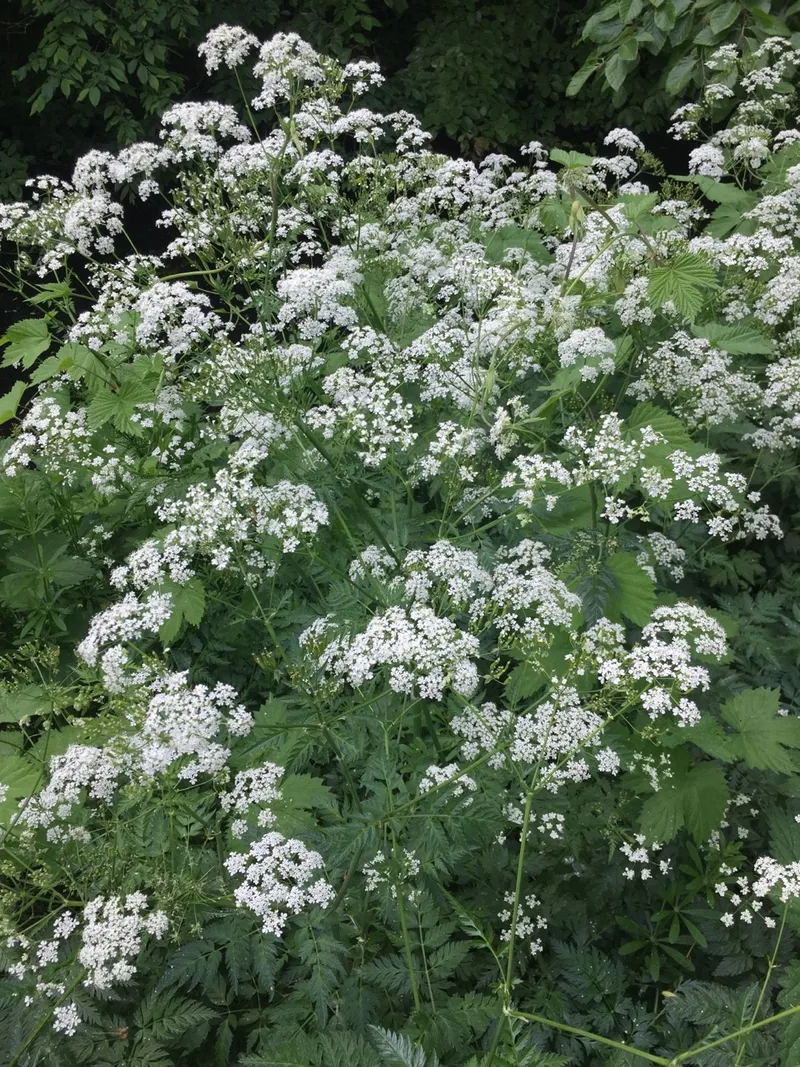 benefícios da cerefólio