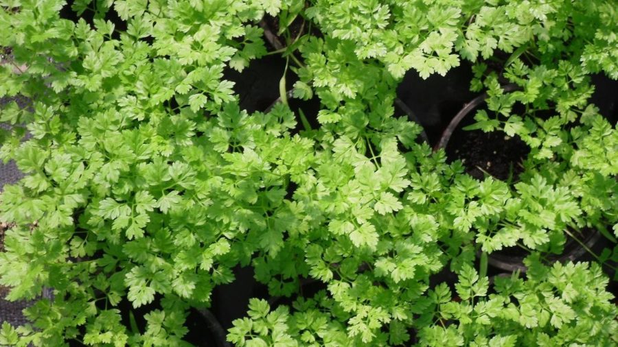 5 ideias de títulos:
1. Cerefólio: A Erva Aromática Francesa que Transforma seus Pratos.
2. Descubra os Benefícios Surpreendentes do Cerefólio para a Saúde.
3. Guia Completo: Como Cultivar Cerefólio em Casa.
4. Receitas Deliciosas com Cerefólio: Do Clássico ao Moderno.
5. Cerefólio vs. Salsa: Entenda as Diferenças e Usos.