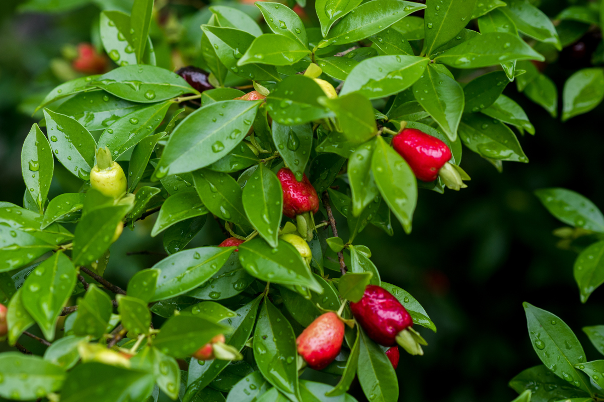 benefícios da cereja do rio grande