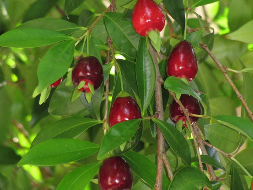Receitas deliciosas e saudáveis com Cereja-do-Rio-Grande