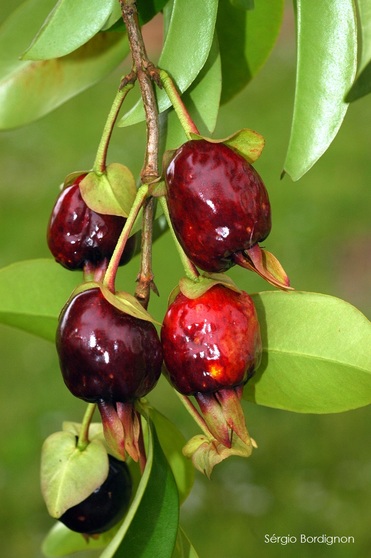 Onde encontrar mudas de Cereja-do-Rio-Grande e como cuidar