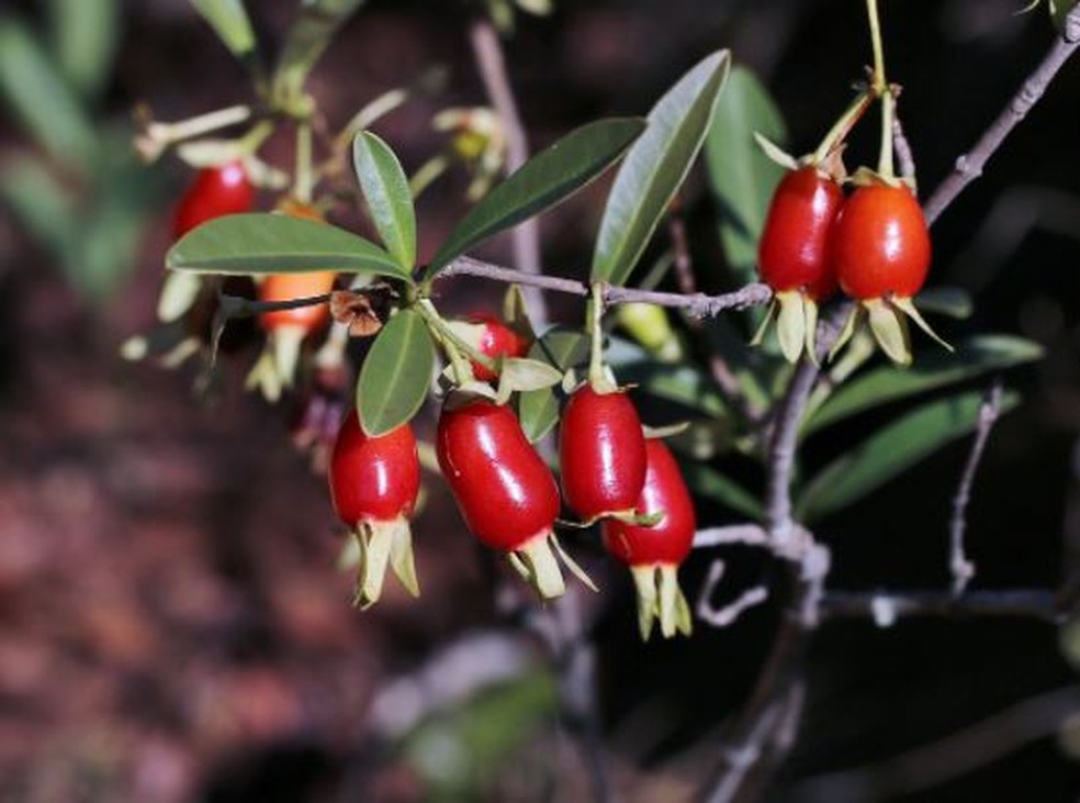 A ciência por trás dos benefícios da Cereja-do-Rio-Grande: estudos da UFSC