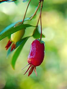 Cereja-do-Rio-Grande vs. Cereja comum: diferenças e usos