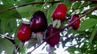 Guia completo de cultivo da Cereja-do-Rio-Grande em vasos