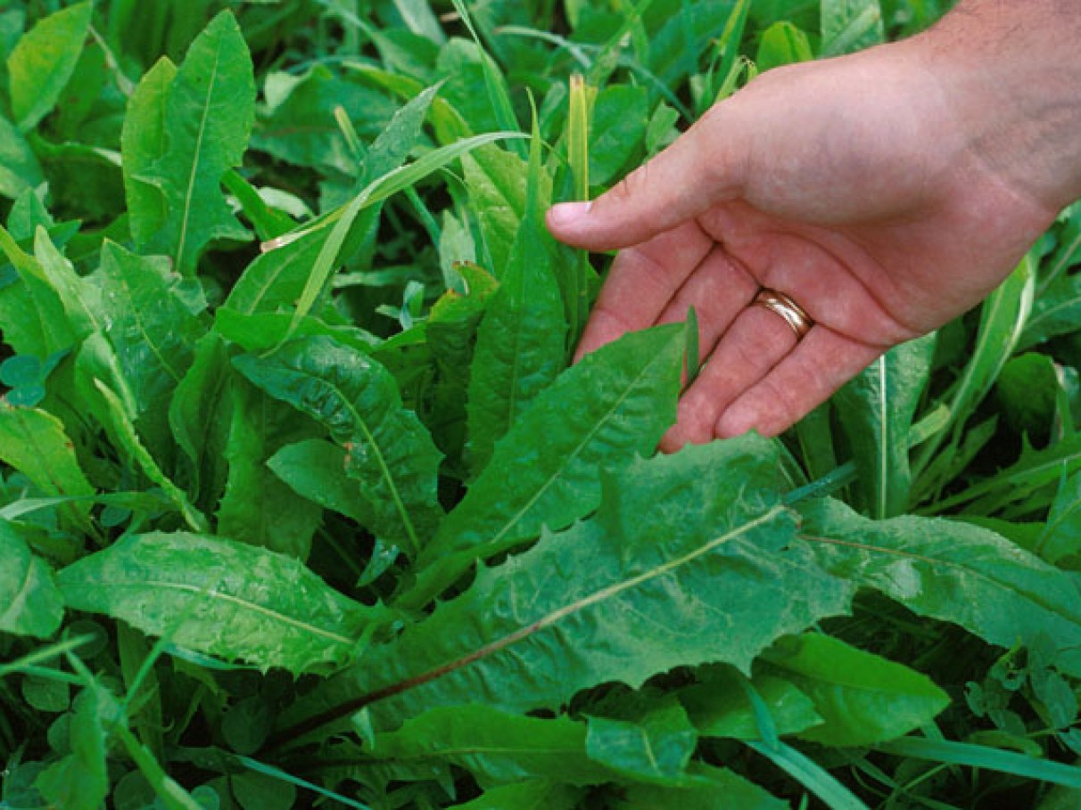 benefícios da chicória amarga