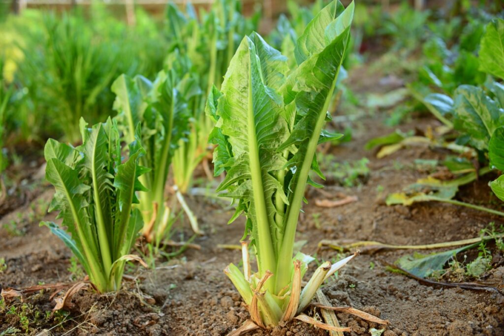 Guia Completo dos Benefícios da Inulina