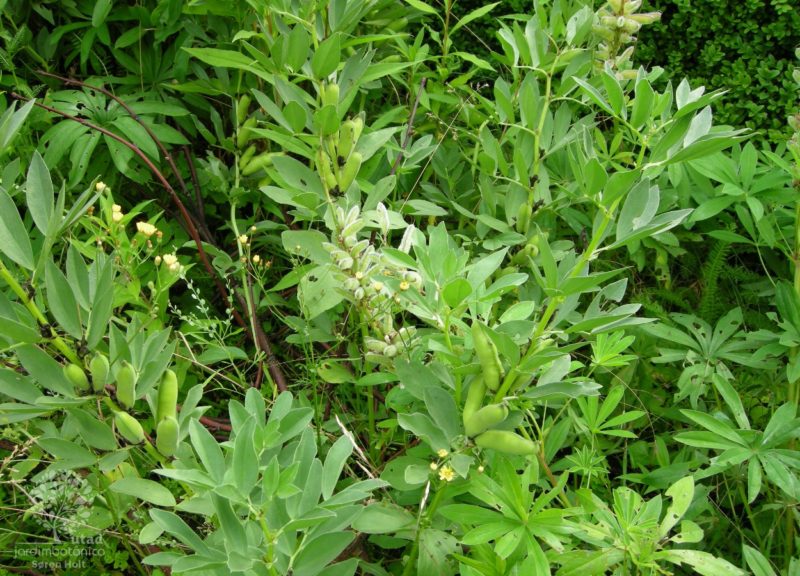 5 receitas saudáveis com fava