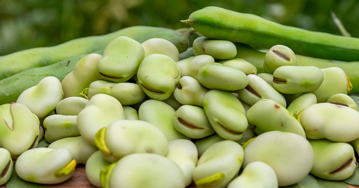 Como cozinhar fava para evitar gases