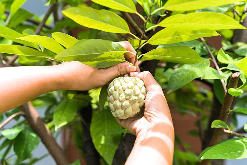 A Ciência por Trás das Propriedades Neuroprotetoras das Folhas de Atemoia