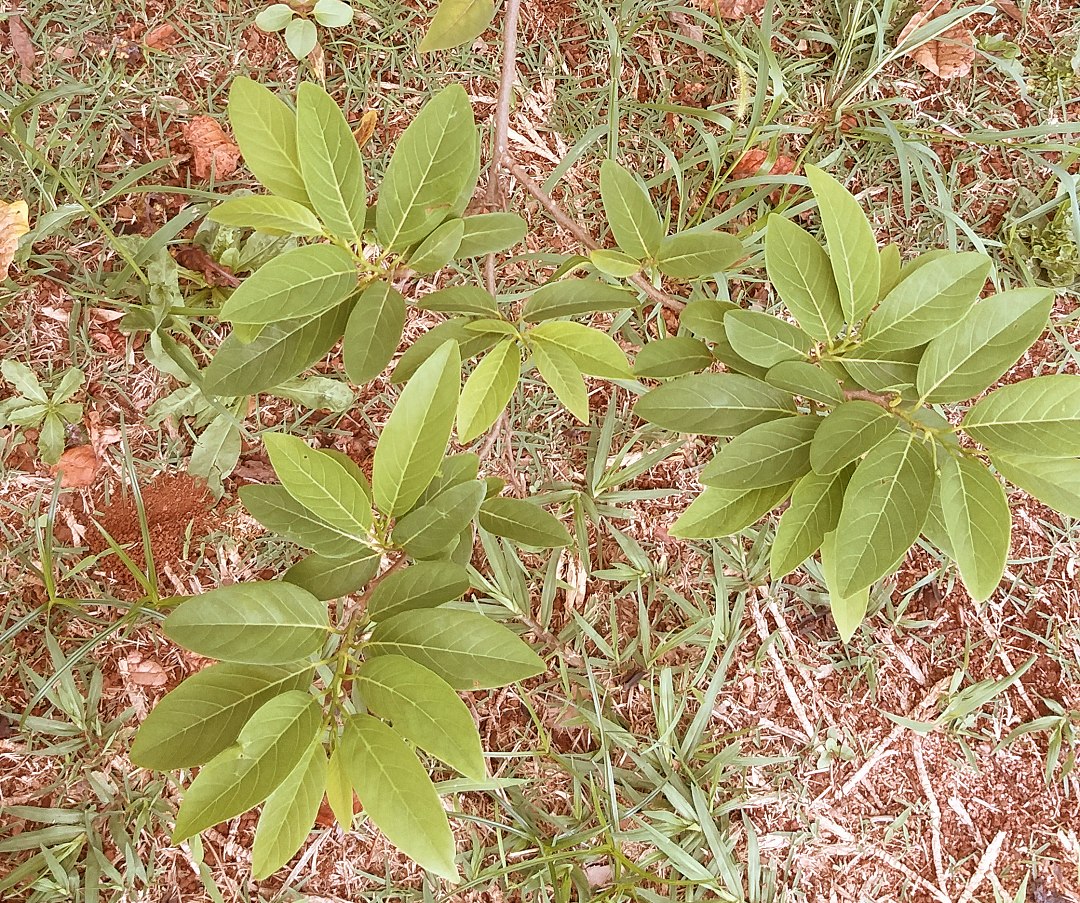 Guia Completo: O Que a Pesquisa Diz Sobre a Saúde Renal e as Folhas de Atemoia