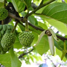 benefícios da folha de atemoia