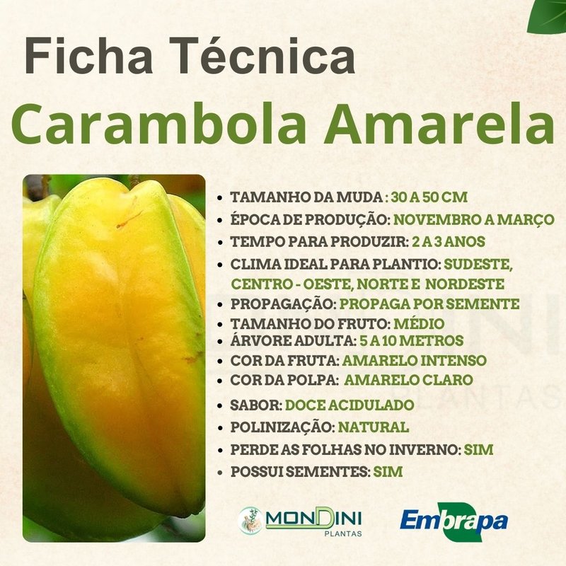 Como preparar o chá de folha de carambola para diabetes