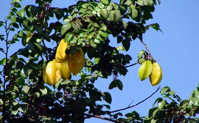 Riscos e efeitos colaterais do consumo de carambola