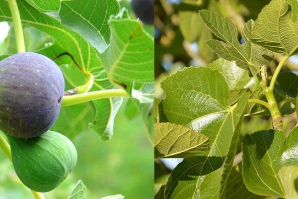 benefícios da folha de figo