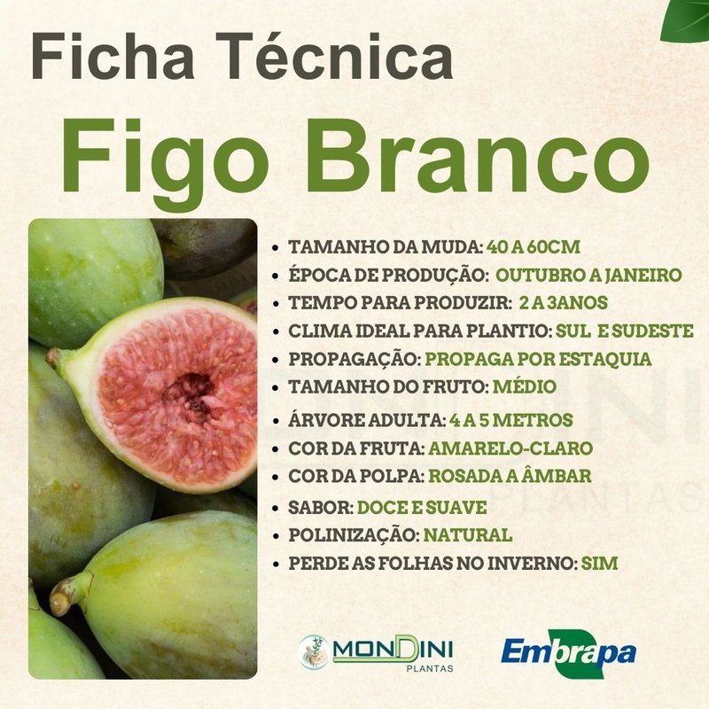 Folhas de figo: Mitos e verdades sobre seus benefícios