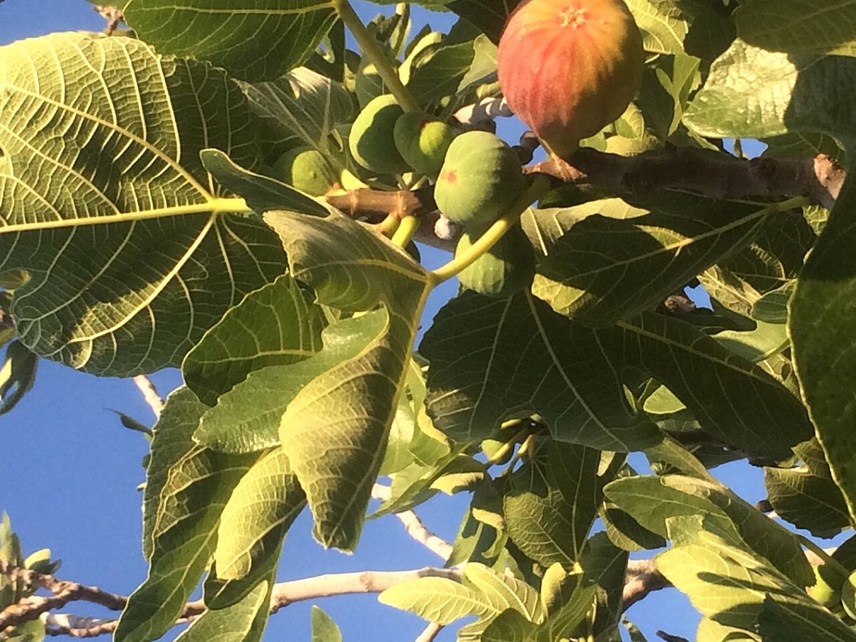Guia completo sobre os antioxidantes presentes na folha de figo