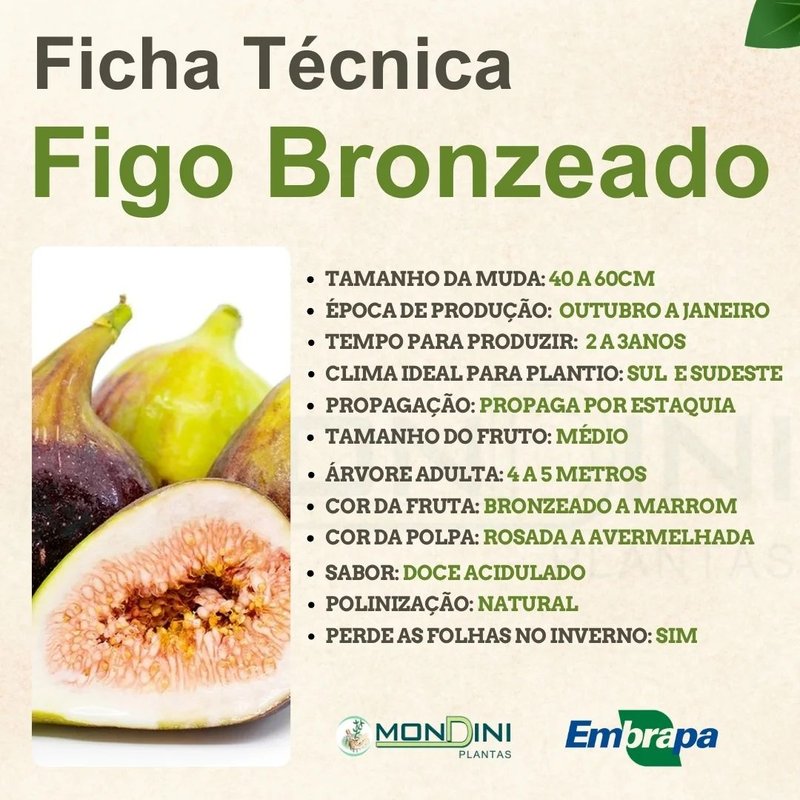 Cuidados essenciais ao usar o látex da figueira na pele