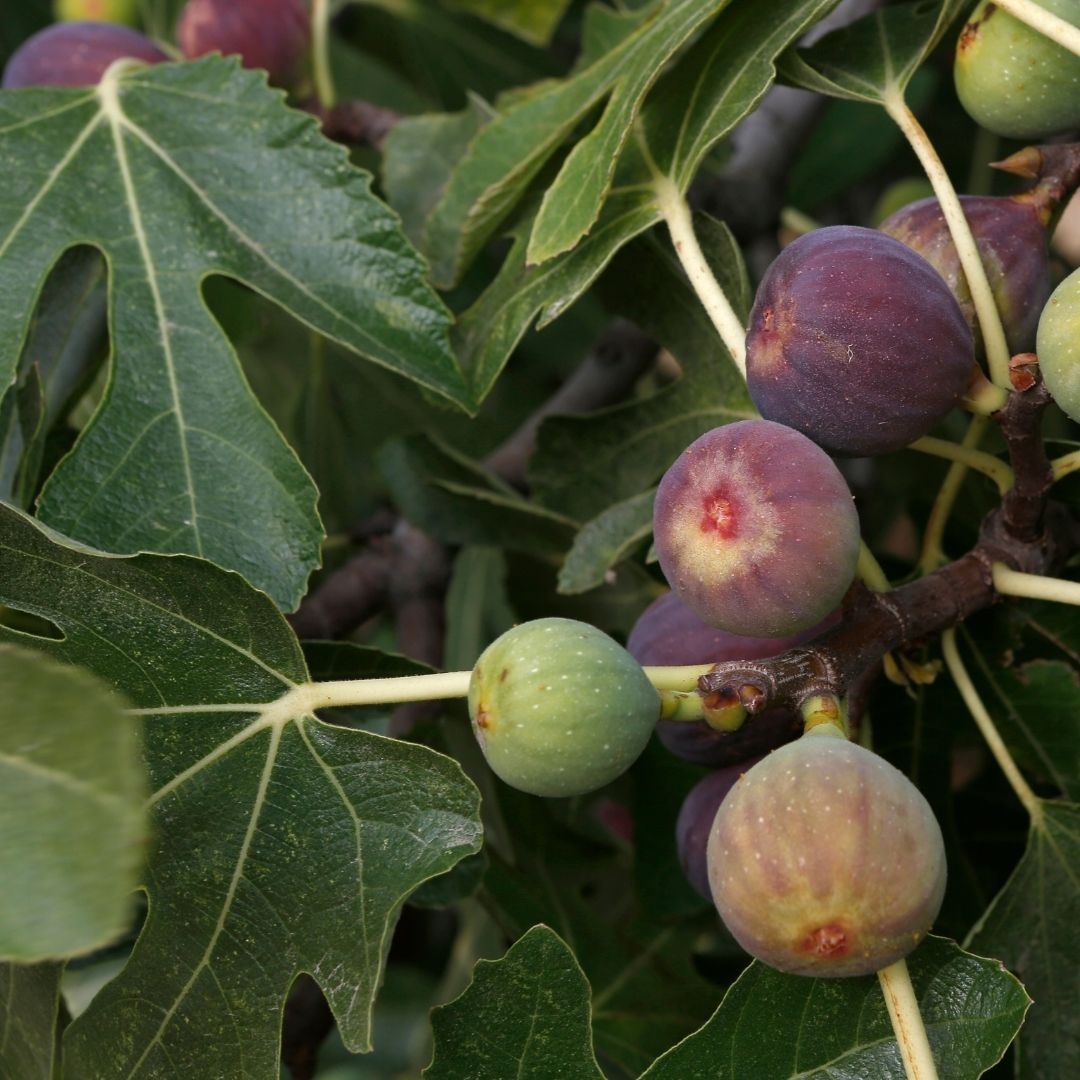 A relação entre folhas de figo e a saúde do fígado