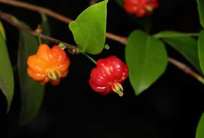 Guia Completo: Como Cultivar Pitangueiras em Casa