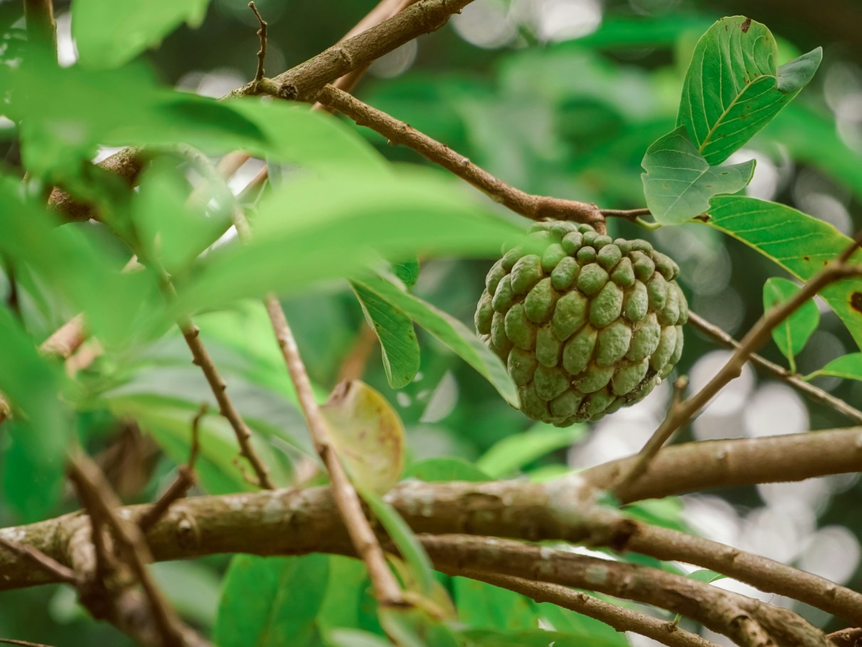 Diferenças entre fruta-do-conde