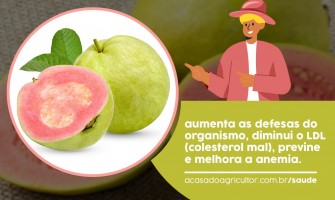 A Diferença Entre Consumir Goiaba com e sem Casca para o Intestino