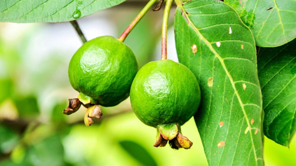 5 Receitas de Suco de Goiaba para Aliviar a Diarreia