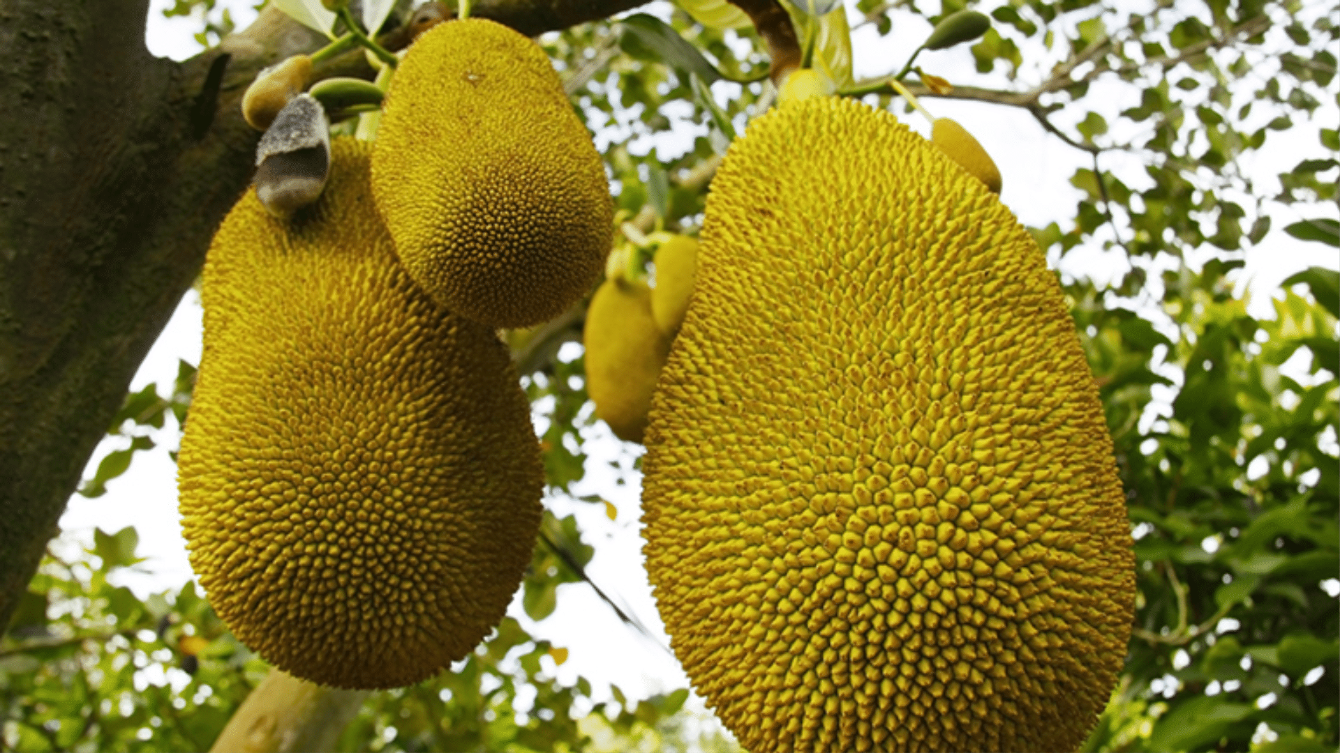 Diferenças entre a jaca e outras frutas ricas em fibras