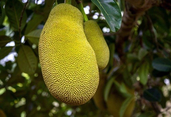 benefícios da jaca para o intestino