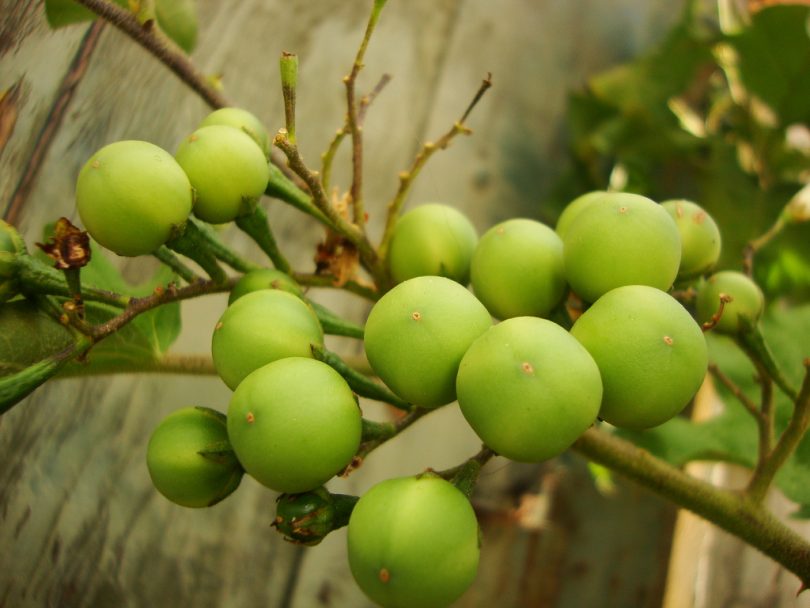 Receitas com jurubeba em conserva