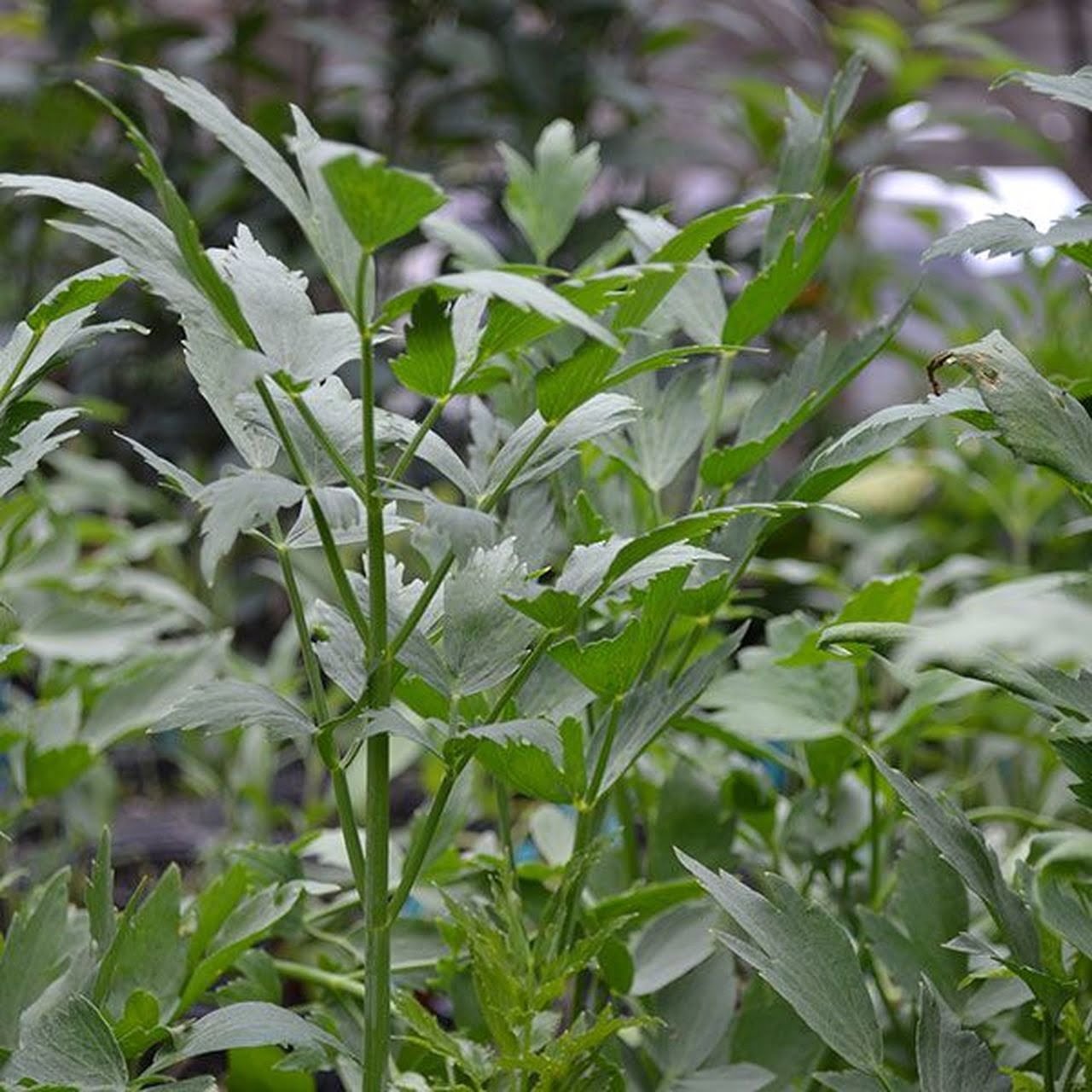 Receitas com Levístico: Sopas e Caldos Caseiros