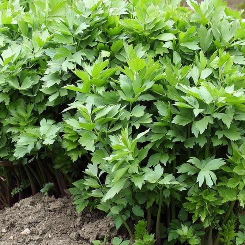 Os Perigos do Consumo de Levístico na Gravidez