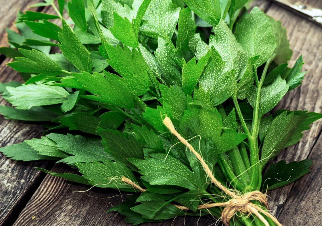 Como Cultivar Levístico em Casa