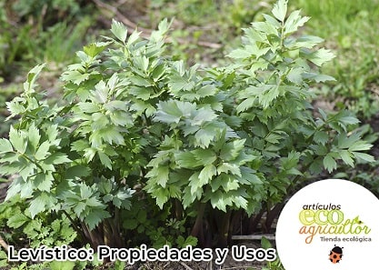 Receitas com Levístico: Sopas e Caldos Caseiros