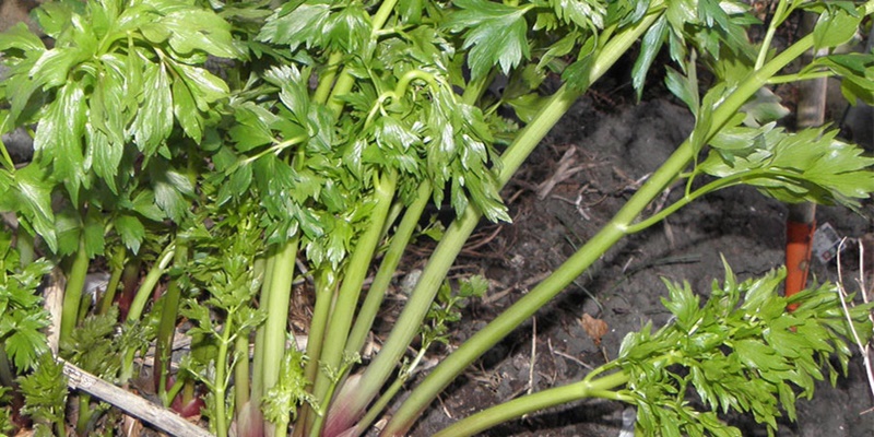 Levístico vs. Salsa: Qual a Diferença?