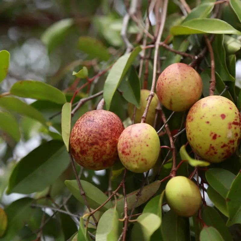 benefícios da mangaba para gastrite