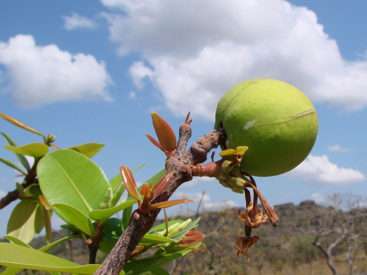 Mangaba: Um Tesouro Antioxidante para a Sua Saúde Digestiva