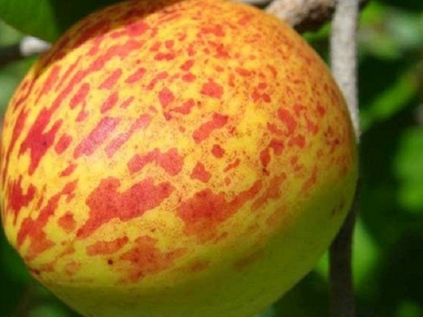 Cuidados Essenciais ao Consumir Mangaba Durante Crises de Gastrite