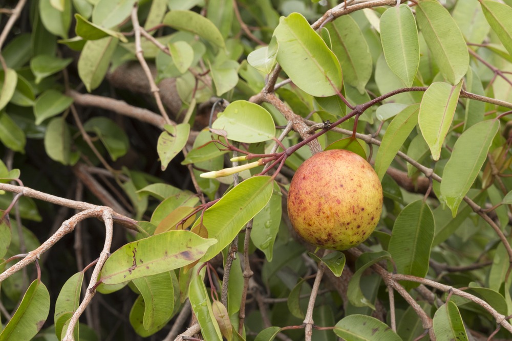 Mitos e Verdades Sobre o Consumo de Mangaba para Hipertensos