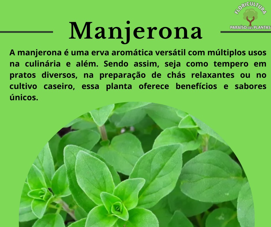 Manjerona na culinária: dicas de harmonização