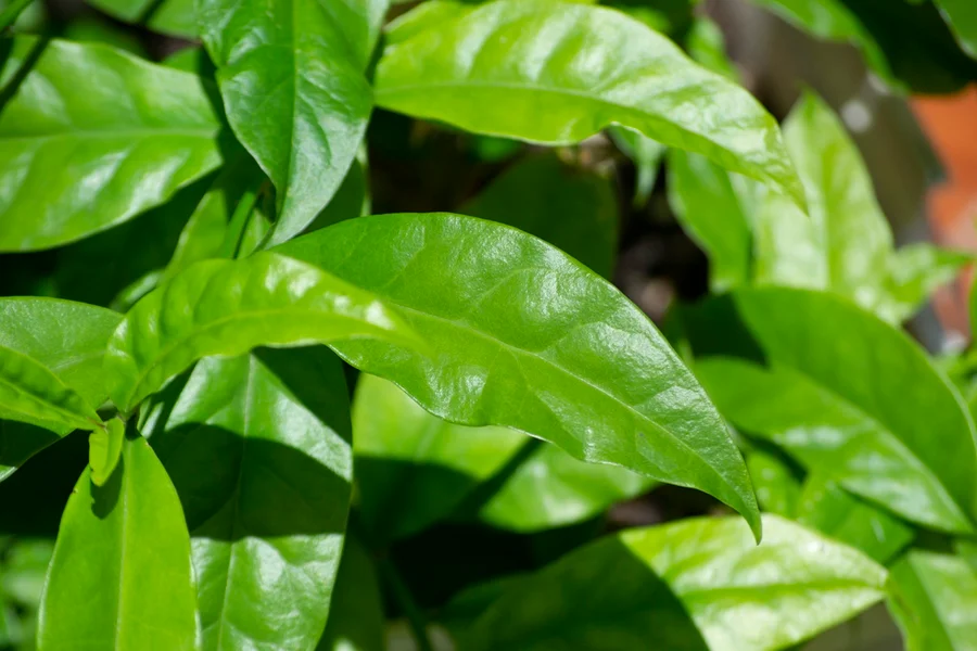 Os riscos do consumo de Ora-pro-nóbis: O que você precisa saber