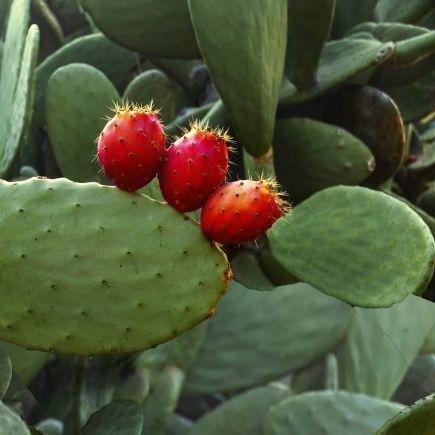 Palma Forrageira vs. Aloe Vera: Semelhanças e Diferenças