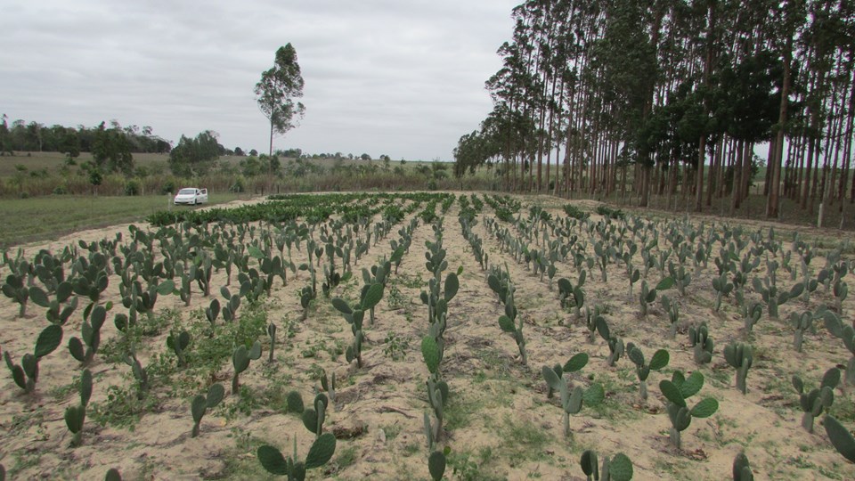 O Papel da Palma na Agricultura Familiar do Semiárido