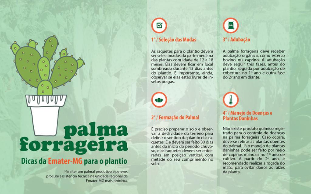 Mitos e Verdades sobre o Consumo da Palma