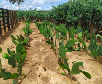 5 Receitas Fáceis com Palma Forrageira