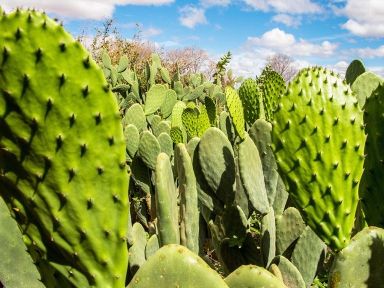 Palma Forrageira vs. Aloe Vera: Semelhanças e Diferenças