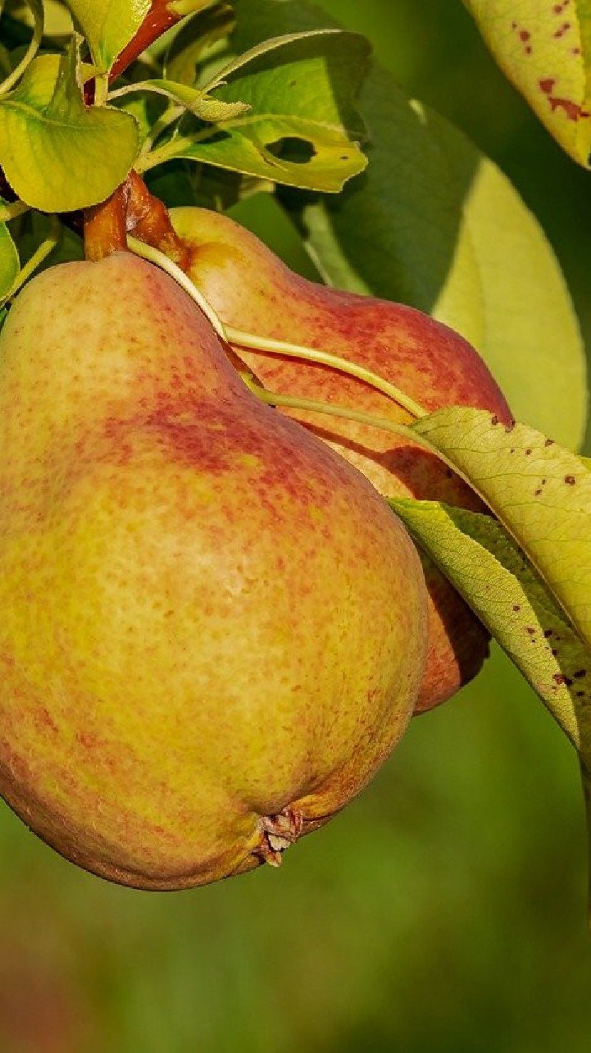 Como Conservar Peras por Mais Tempo